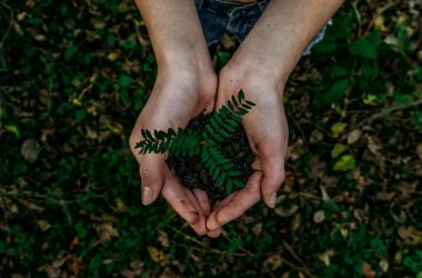 Photo by Noah Buscher green plant